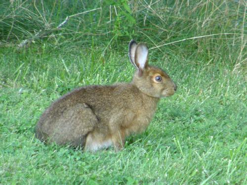 Eastern Cottontail