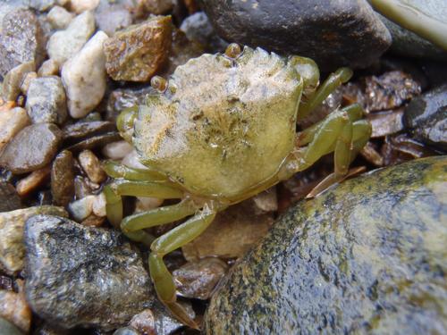 Green Crab