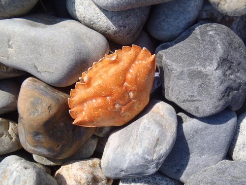 crab shell amidst beach pebbles on Islesboro Island in Maine