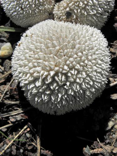 Curtis Puffball