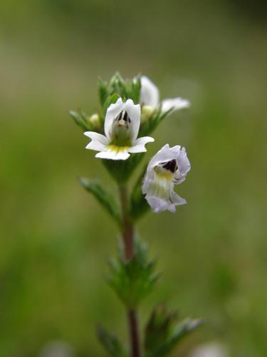 European Eyebright (Euphrasia nemorosa)