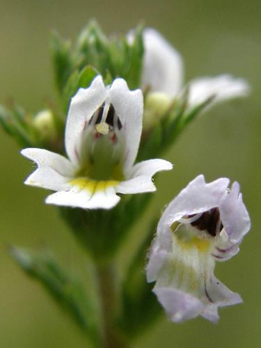 European Eyebright (Euphrasia nemorosa)