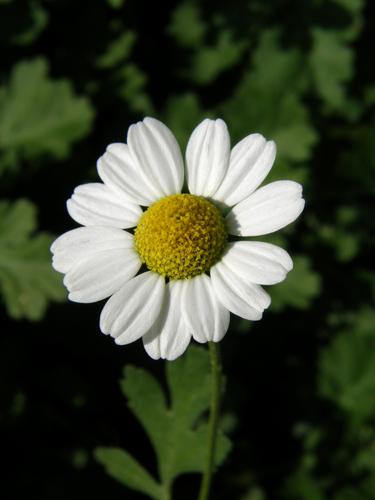 Feverfew