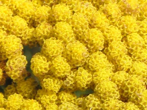 Coronation Gold Fernleaf Yarrow (Achillea filipendulina 'Coronation Gold')