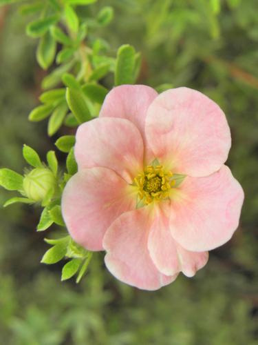 Shrubby Cinquefoil