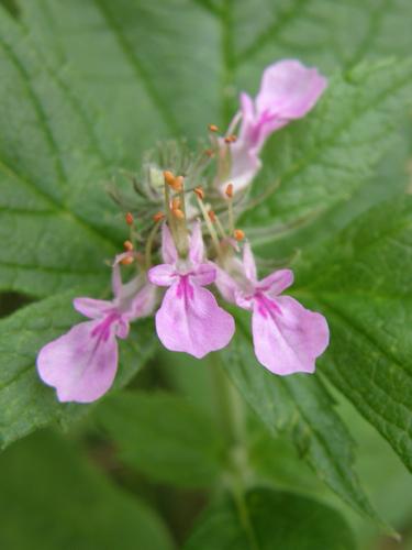 American Germander