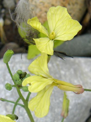 Indian Mustard (Brassica juncea)