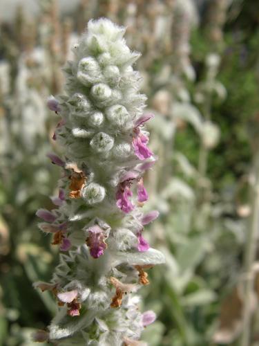 Lamb's Ears (Stachys byzantina)