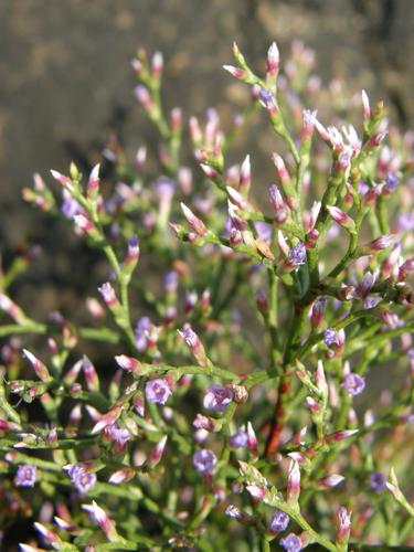 Sea Lavender (Limonium nashii)