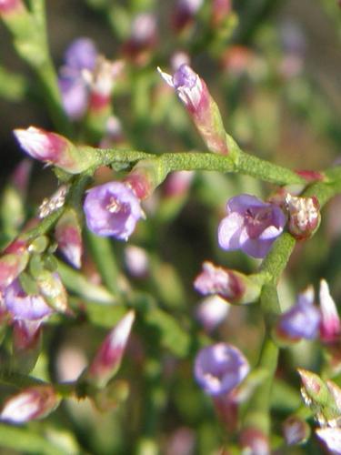 Sea Lavender (Limonium nashii)