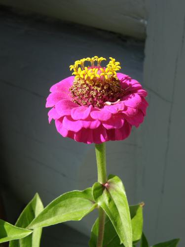 Lilliput Zinnia (Zinnia elegans)