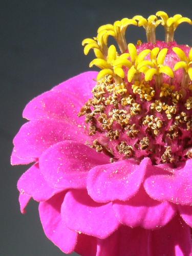 Lilliput Zinnia (Zinnia elegans)