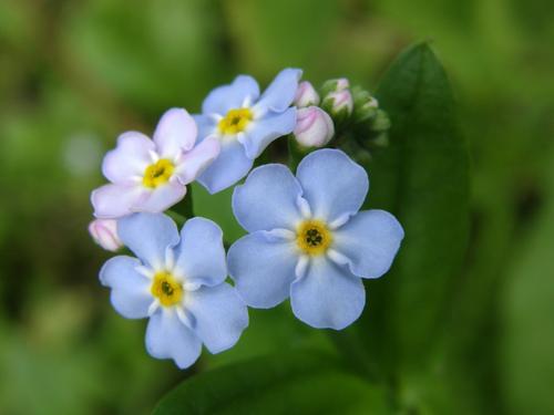 Alpine Forget-me-not