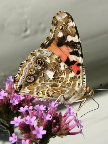 Painted Lady