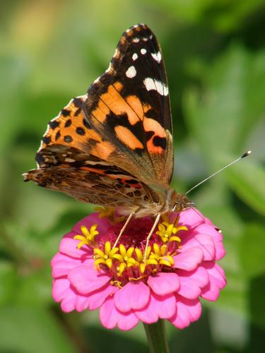 Painted Lady butterfly