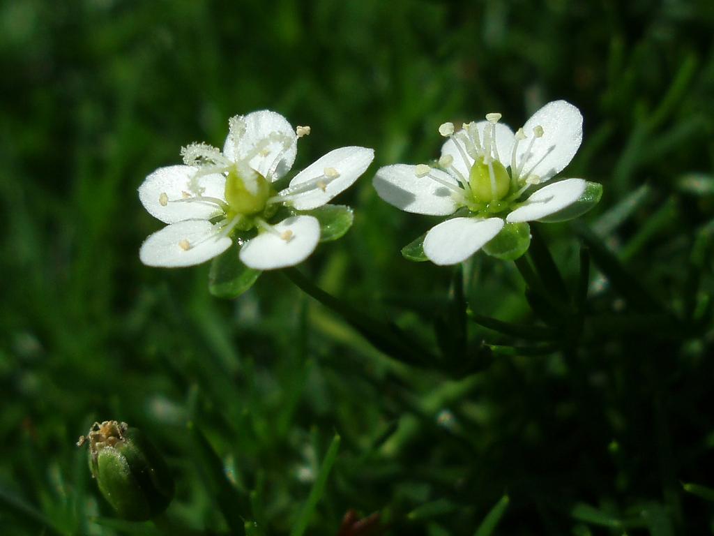 Trailing Pearlwort (Sagina decumbens) in July on Islesboro Island in southern coastal Maine