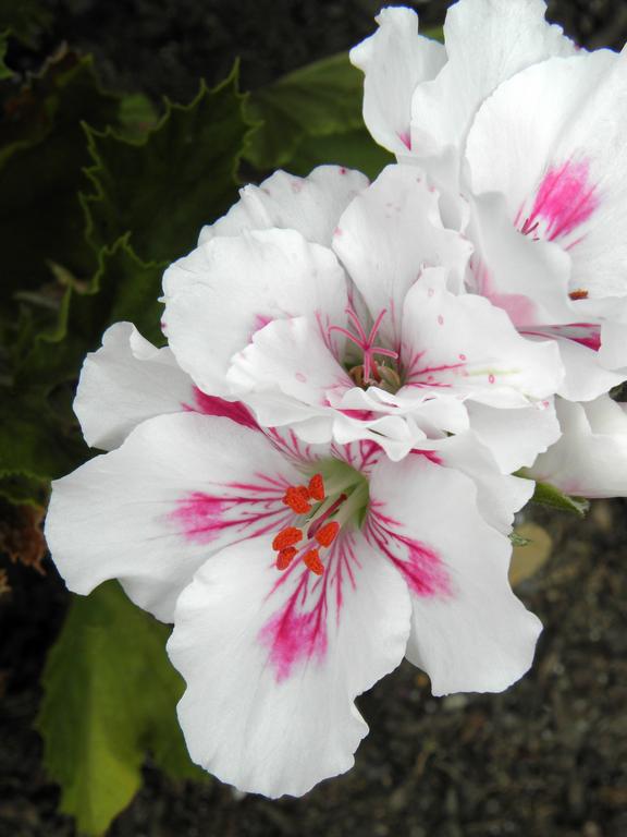 Regal Germanium (Pelargonium domesticum 'Elegance Royalty White') in July at Winter Harbor on the Maine coast