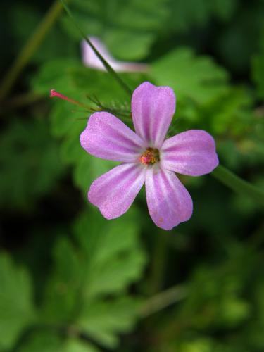 Herb Robert (Geranium robertianum)