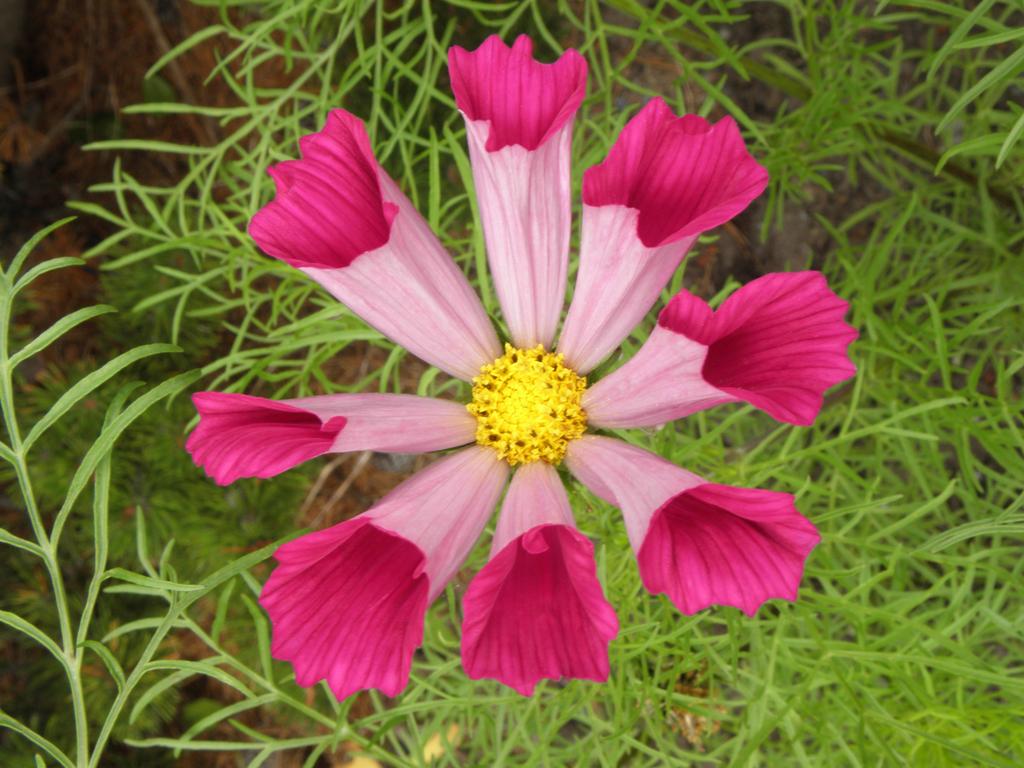 Cosmos (Cosmos bipinnatus 'Sea Shells') in July at Winter Harbor in mid-coastal Maine