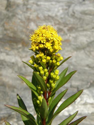 Seaside Goldenrod (Solidago sempervirens)