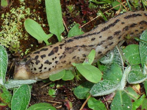 Leopard Slug