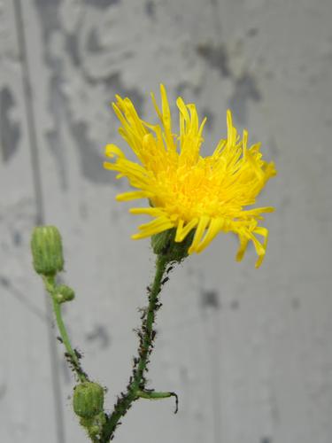 Field Sowthistle