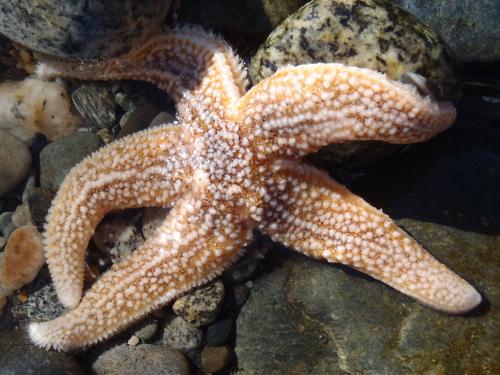 Northern Sea Star