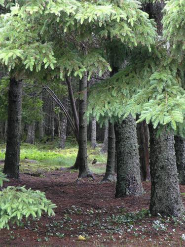 Red Spruce forest