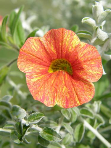 Trailing Petunia (Calibrachoa x hybrida 'Million Bells Terra Cotta')