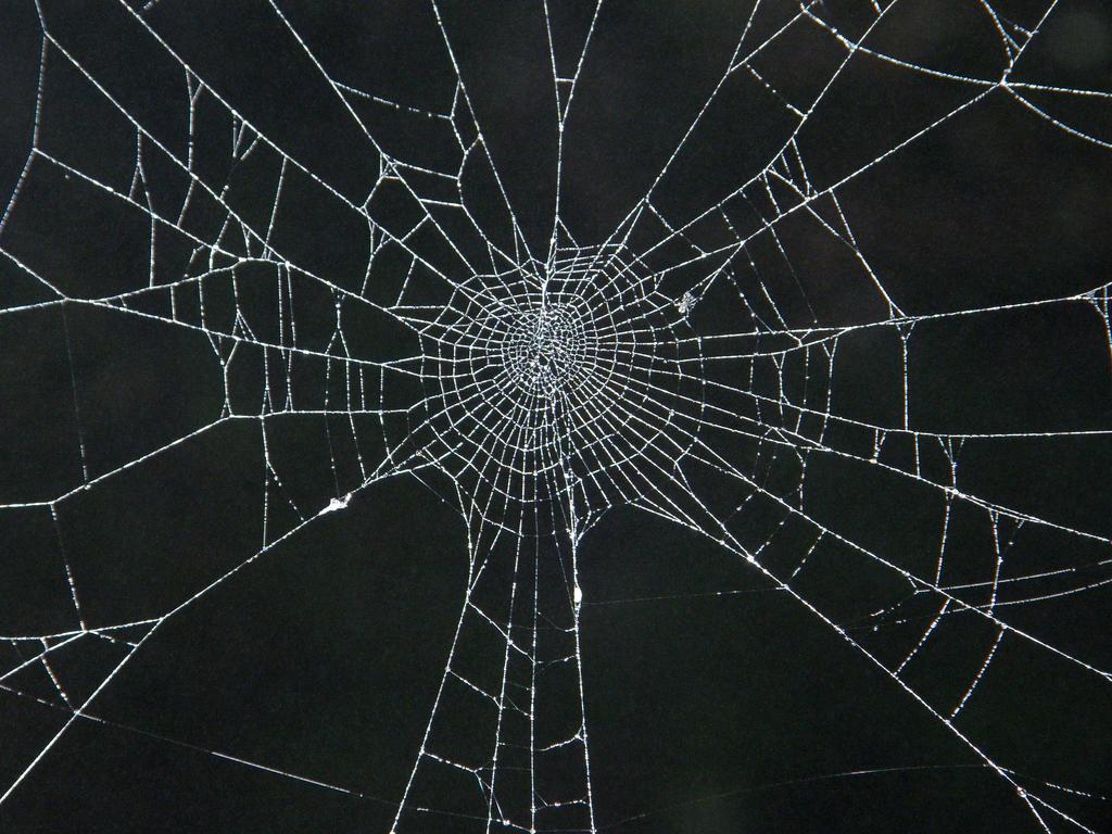 dew-covered spiderweb alongside the trail on the way to Mount Israel in New Hampshire