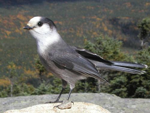 Gray Jay