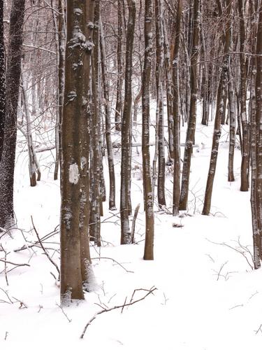 hard-to-see white blaze on the Monadnock-Sunapee Greenway to Jackson Hill in New Hampshire