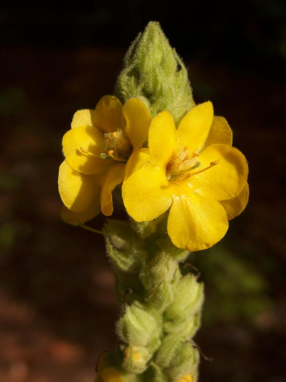 Common Mullein (Verbascum thapsus) in July at Jaquith Rail Trail in southern New Hampshire