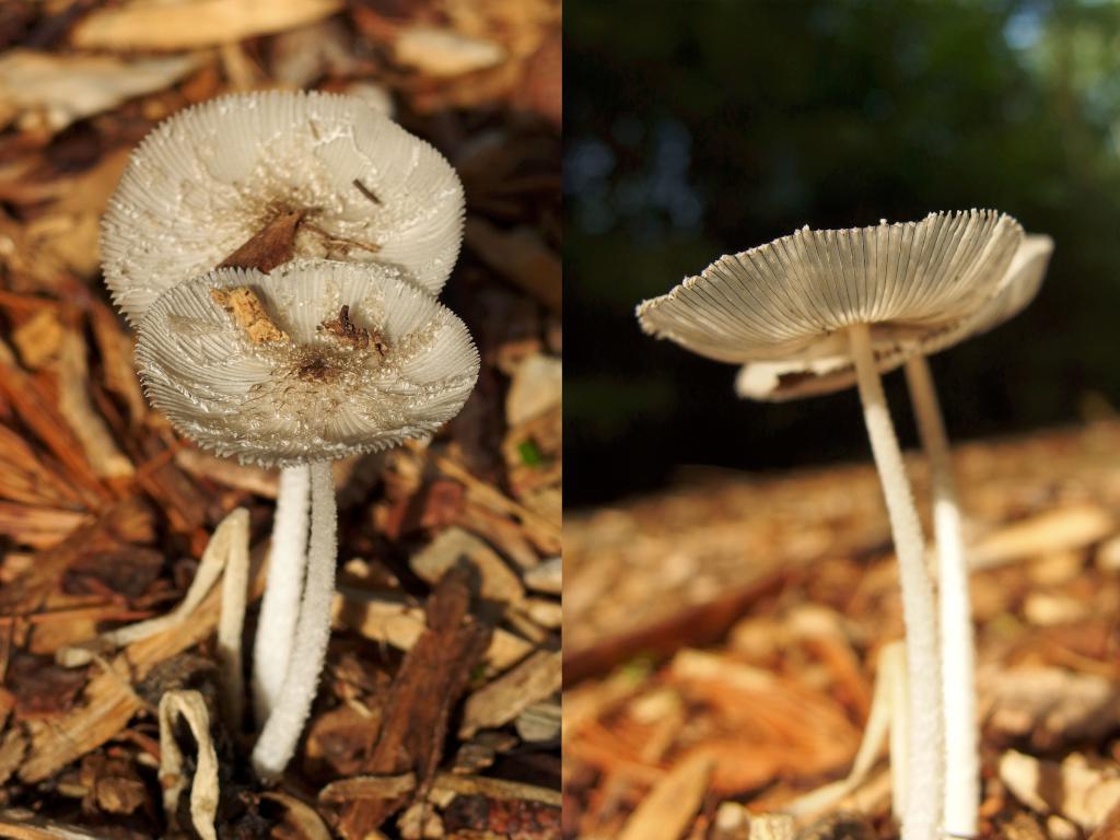 Hare's Foot Inkcap (Corinopsis lagopus) mushroom in July at Jaquith Rail Trail in southern New Hampshire