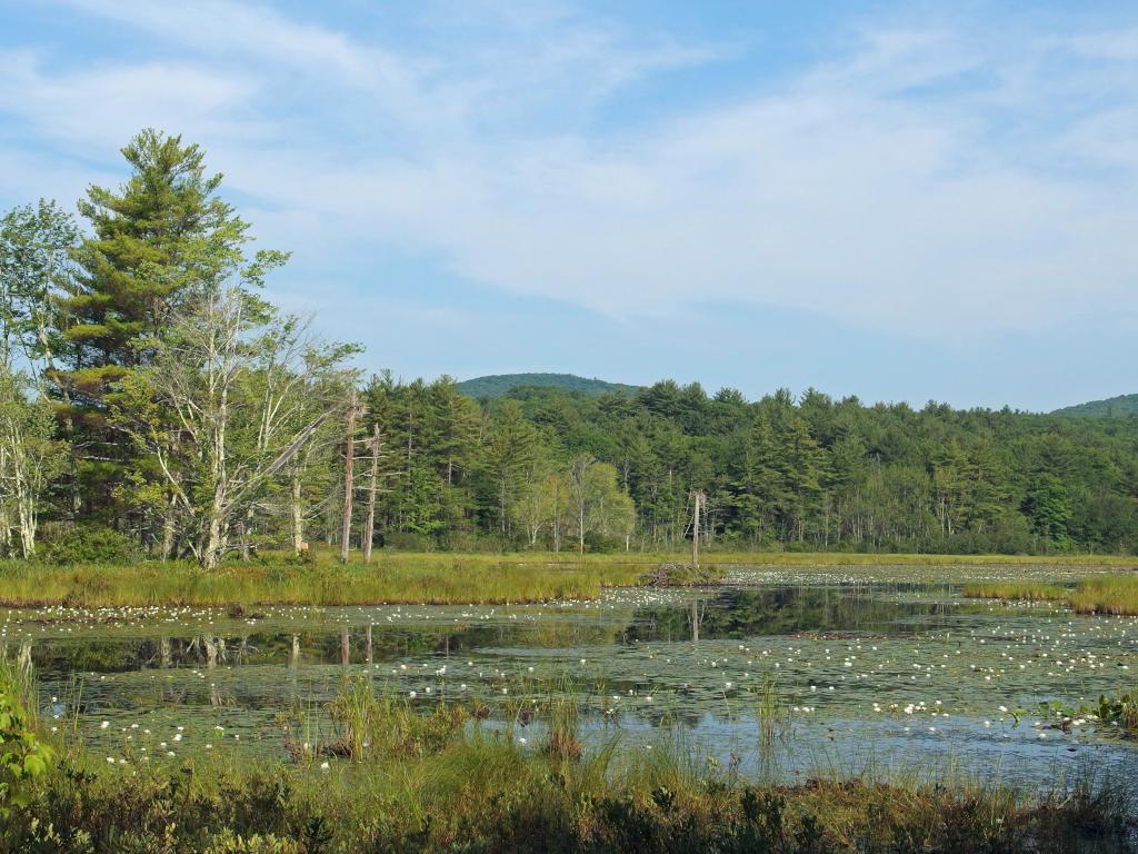 marshy section of Jaquith Brook in July beside Jaquith Rail Trail in southern New Hampshire