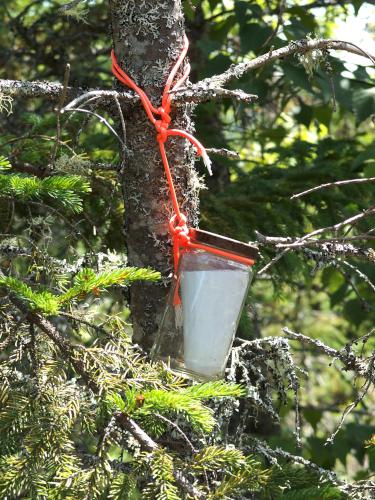 summit canister at Jericho Mountain in northern New Hampshire