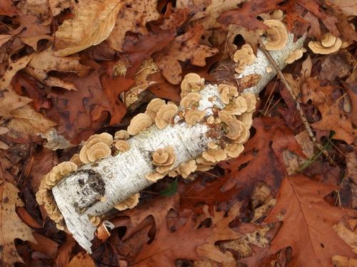 mushroomy birch log on the trail to Jerry Hill near Concord in southern New Hampshire