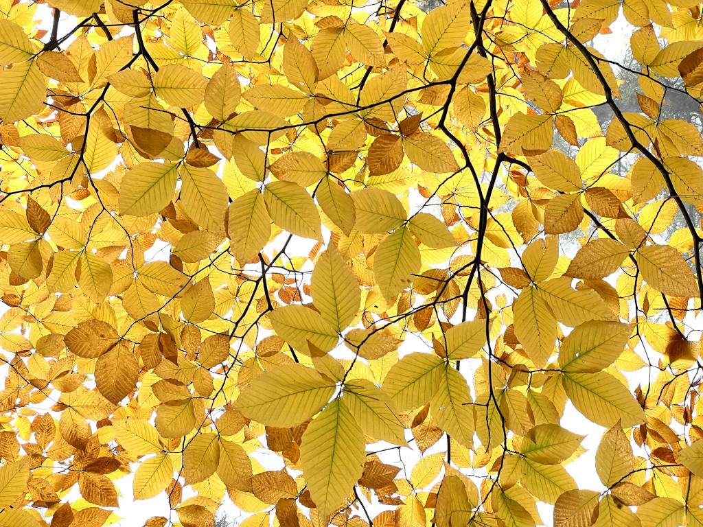 overhead Beech leaves in October on the trail to Jewell Hill in northeast Massachusetts