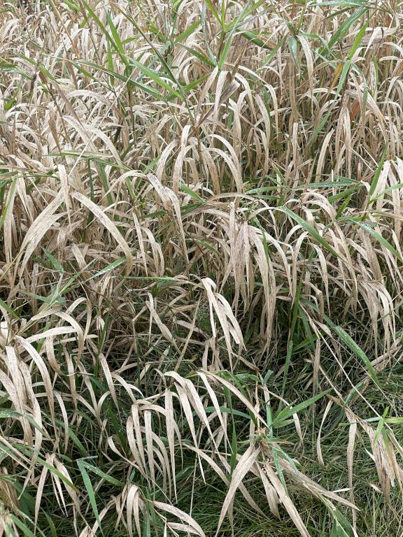 trailside grass in October at Jewell Hill in northeast Massachusetts