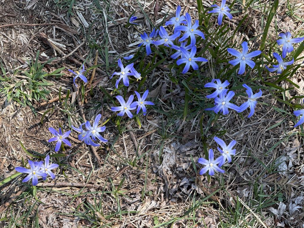 purple flowers in April at John Hay NWR in southern NH