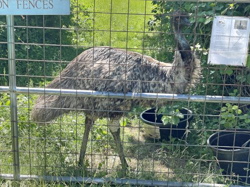 friendly emu in June at Joppa Hill Farm in southern NH