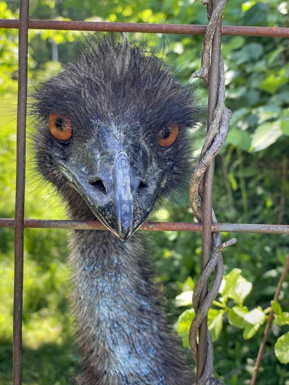 friendly emu in June at Joppa Hill Farm in southern NH