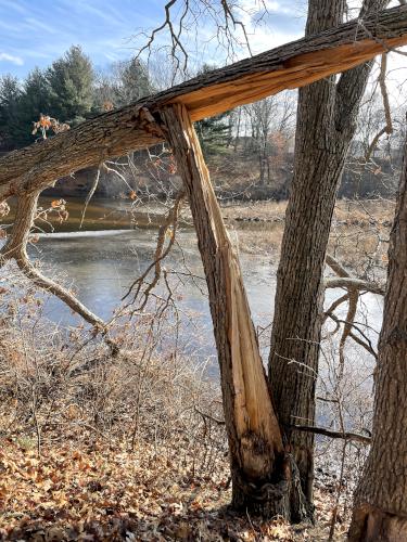 broken tree in January at Joyce Park in Nashua NH