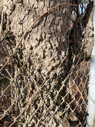 tree growing into a fence in January at Joyce Park in Nashua NH