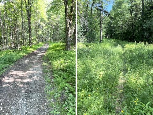 trails in June at Judges Hill in western MA