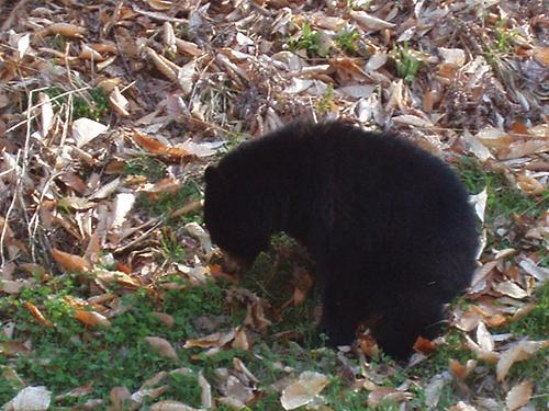 Black Bear