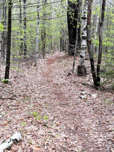  trail in May at Katie Metzger Town Forest near Fitzwilliam in southwest NH