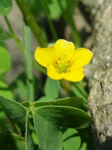 Yellow Wood Sorrel