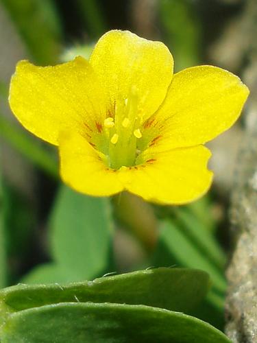 Yellow Wood Sorrel flower