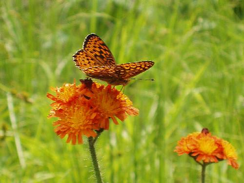 Fritillary butterfly